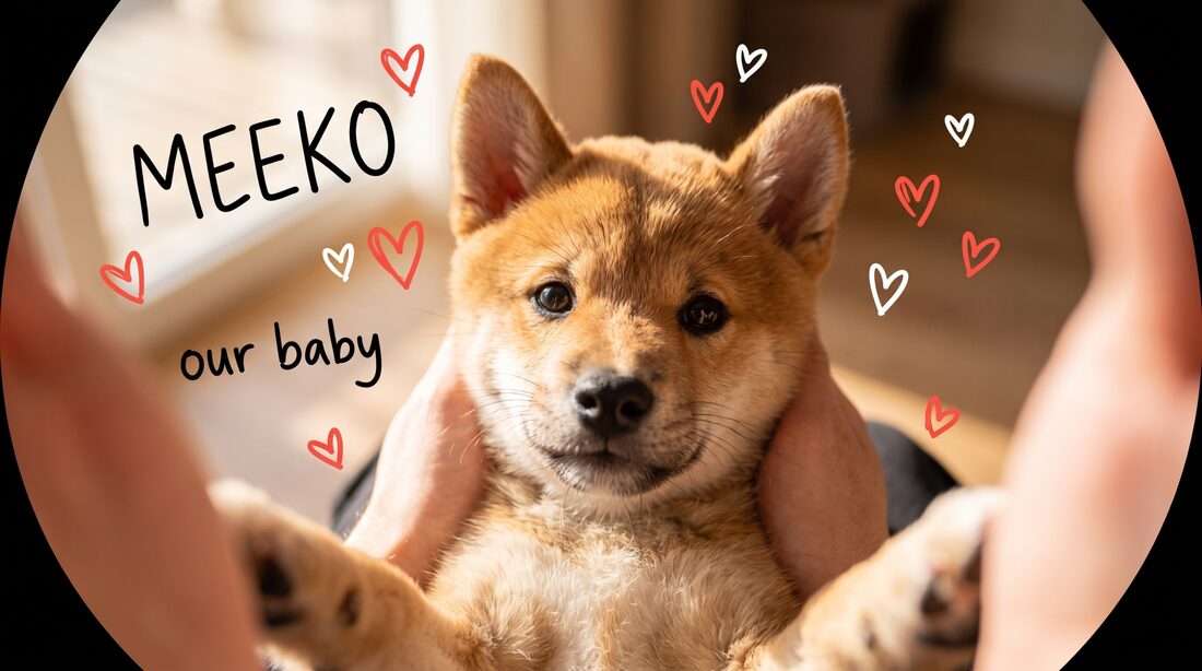 Our baby Meeko
